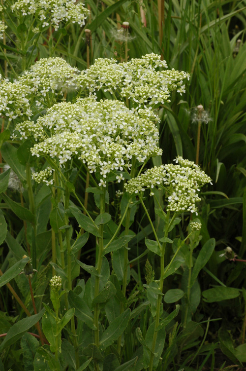 Image of Cardaria draba specimen.