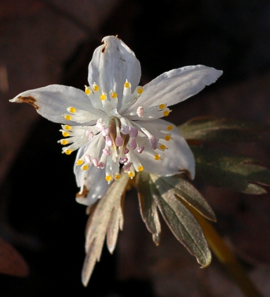 Image of Eranthis stellata specimen.
