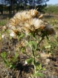 Inula conyza