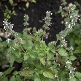 Nepeta cataria