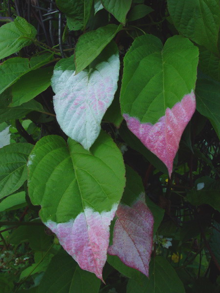 Изображение особи Actinidia kolomikta.