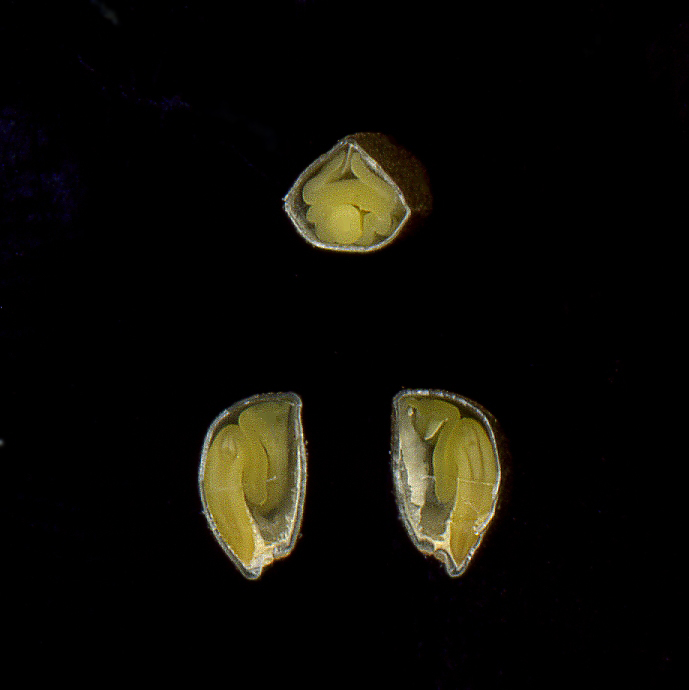 Image of Convolvulus arvensis specimen.