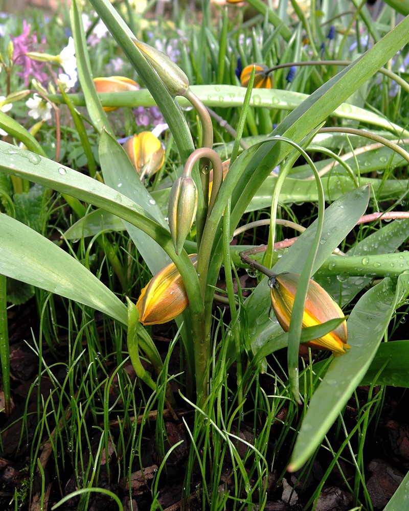 Image of Tulipa neustruevae specimen.