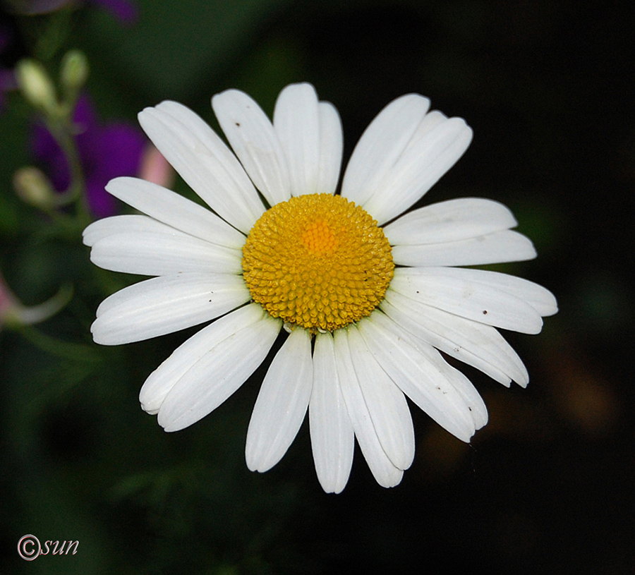 Image of Anthemis ruthenica specimen.