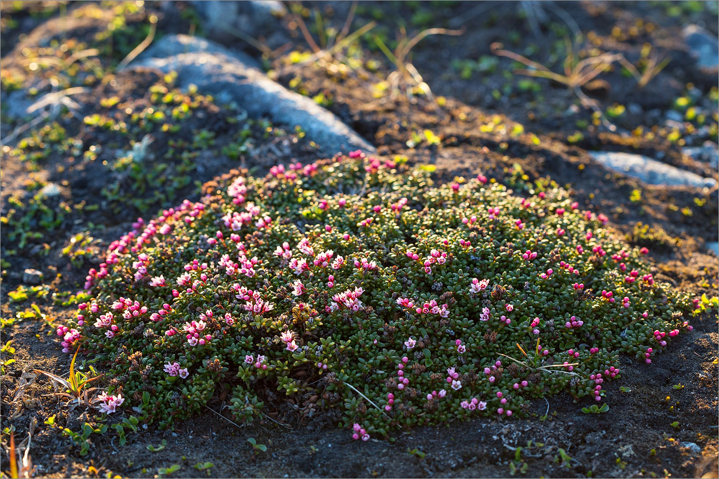 Изображение особи Loiseleuria procumbens.