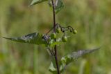 Solanum kitagawae
