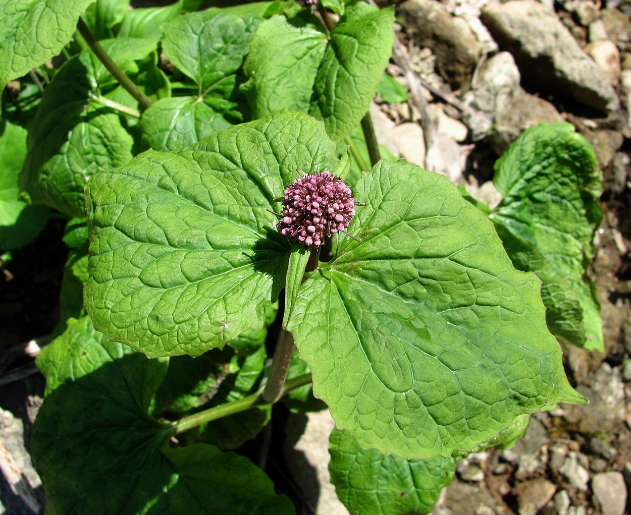 Изображение особи Valeriana alliariifolia.