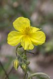 genus Helianthemum