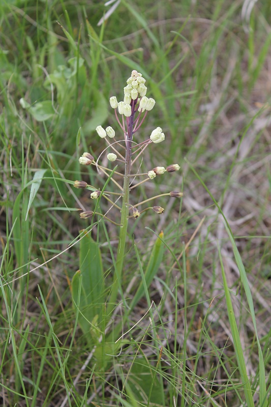 Image of Bellevalia sarmatica specimen.