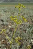 Ferula caspica