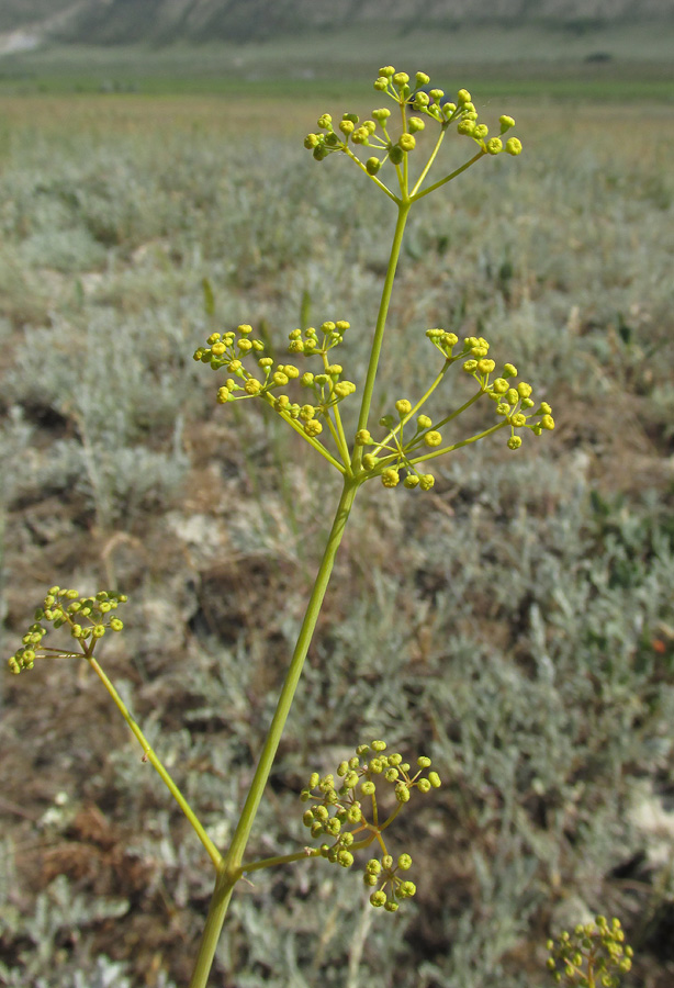 Изображение особи Ferula caspica.