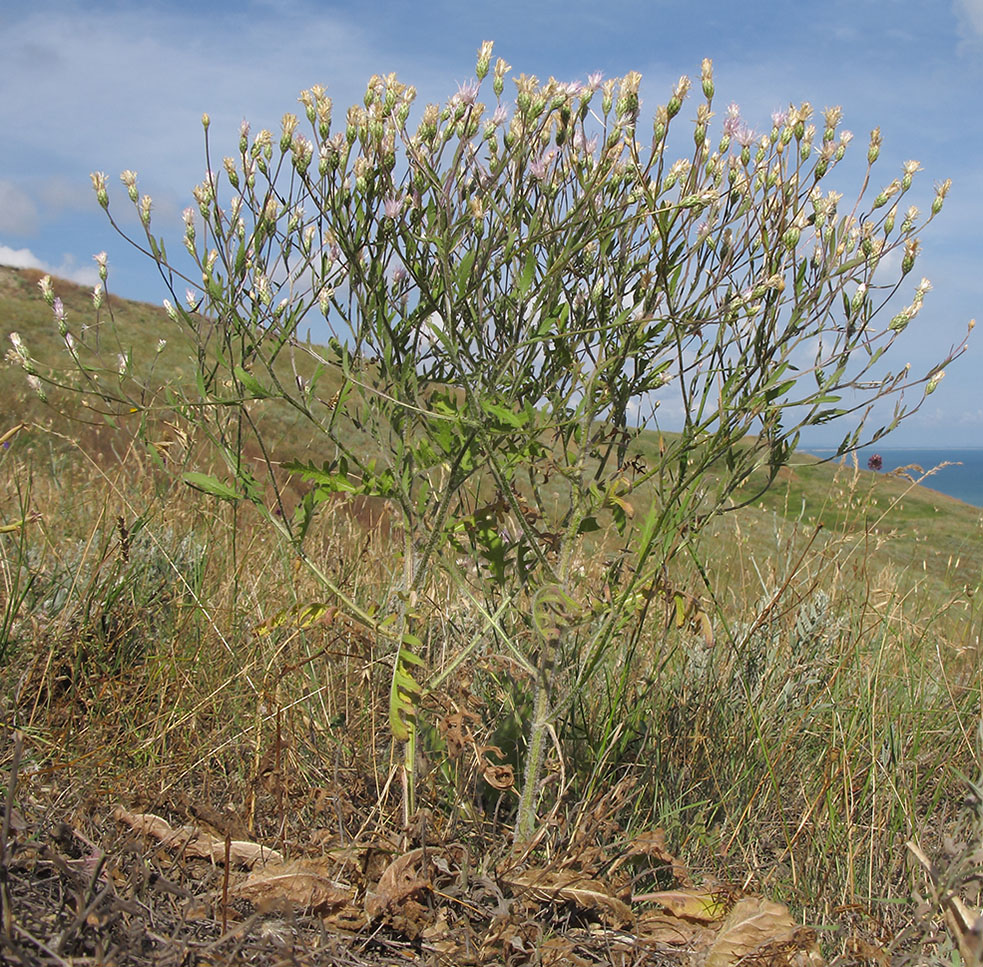 Image of Klasea erucifolia specimen.