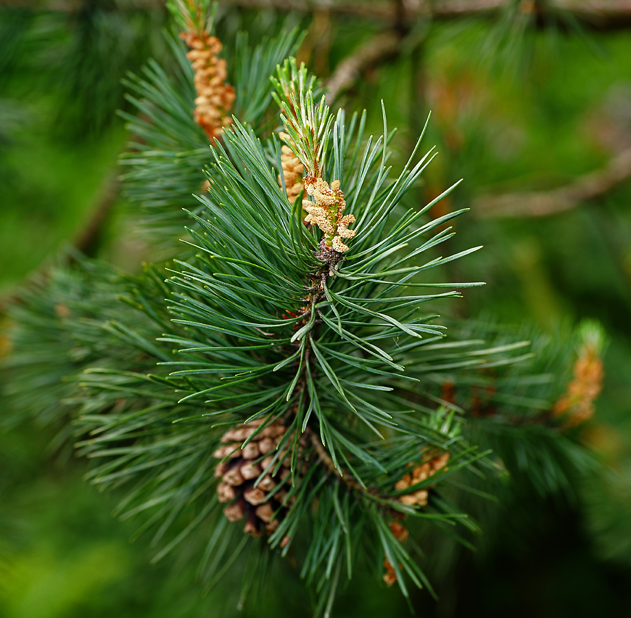 Изображение особи Pinus sylvestris.