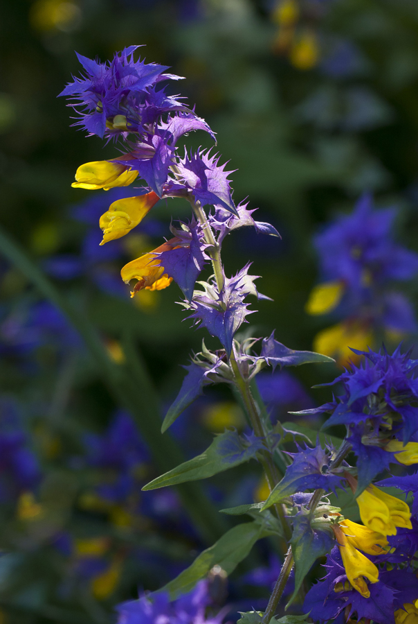 Изображение особи Melampyrum nemorosum.