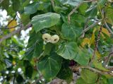 Hernandia nymphaeifolia