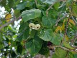 Hernandia nymphaeifolia. Верхушка побега с плодами. Андаманские острова, остров Хейвлок, прибрежный лес. 30.12.2014.
