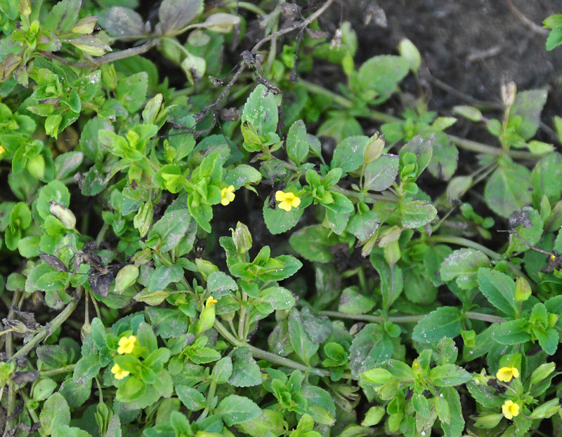 Image of Mecardonia procumbens specimen.