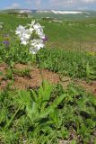 Primula amoena