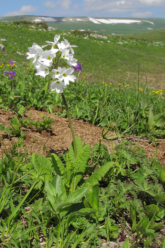 Изображение особи Primula amoena.