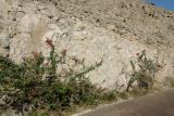 genus Bougainvillea