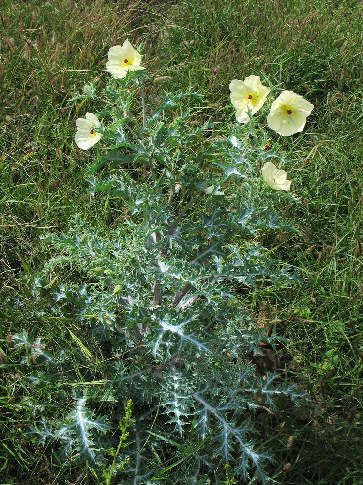 Изображение особи Argemone ochroleuca.