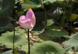 Nelumbo nucifera