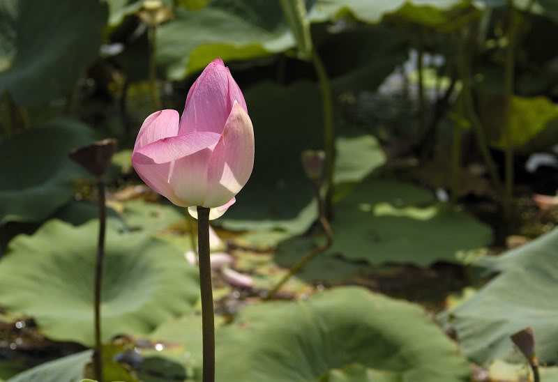 Image of Nelumbo nucifera specimen.
