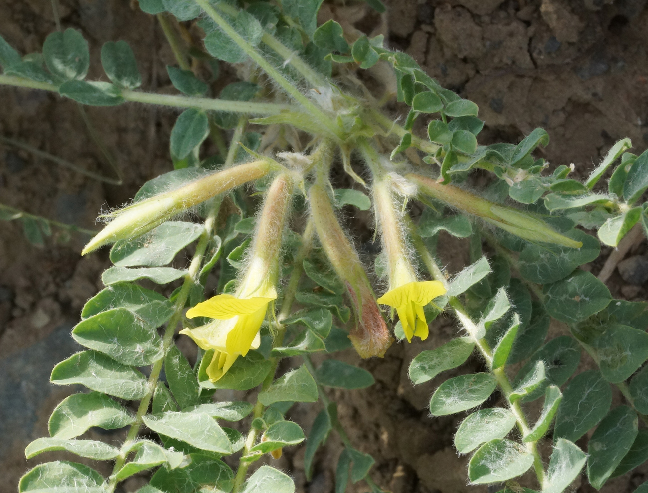 Image of Astragalus lanuginosus specimen.