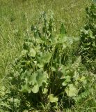 Ligularia songarica