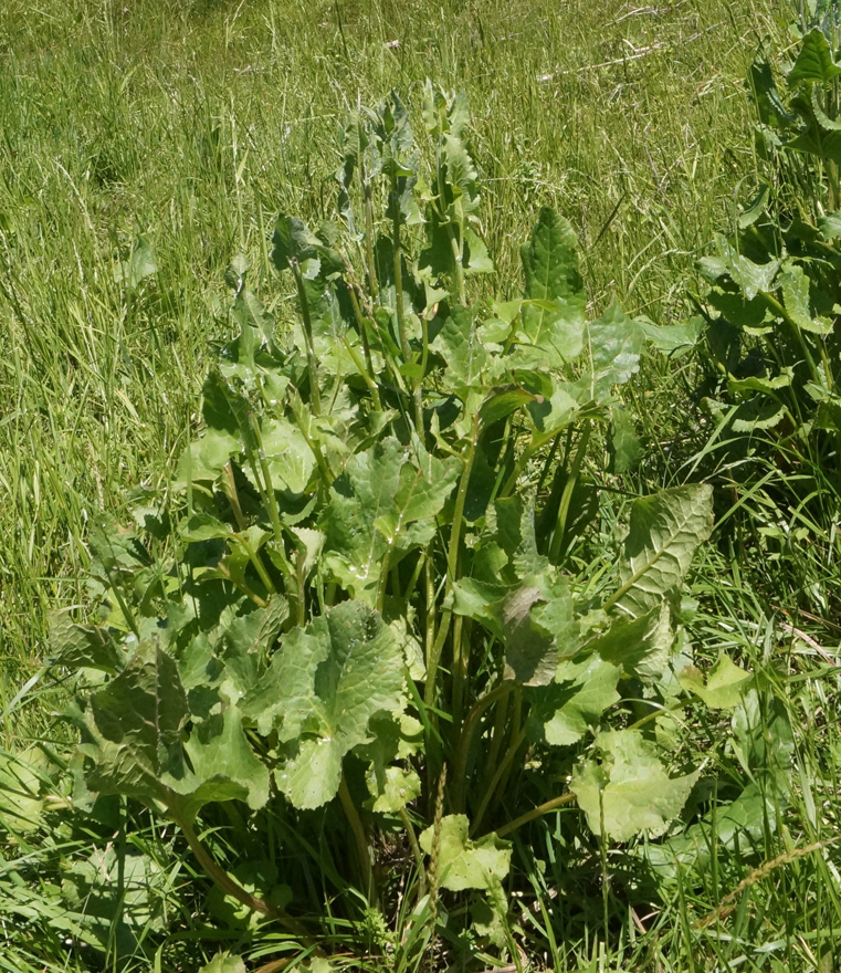 Image of Ligularia songarica specimen.