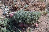 род Oxytropis
