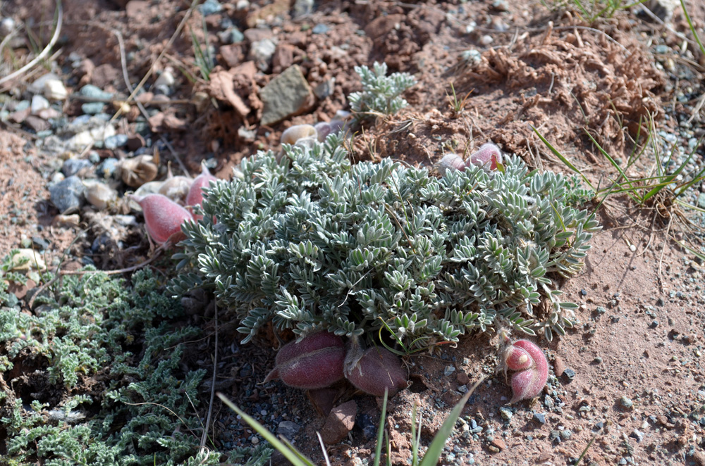 Изображение особи род Oxytropis.