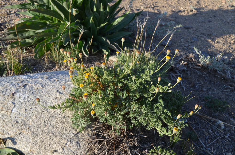 Image of Xylanthemum pamiricum specimen.