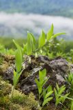 Polygonatum odoratum. Цветущее и вегетирующие растения. Алтайский край, окр. пос. Тигирек, заповедник \"Тигирекский\", низовья долины р. Малый Тигирек, пологий кустарниковый склон, скальный выход. 24.05.2015.