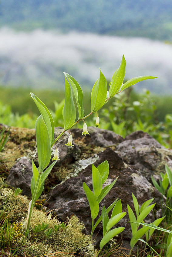 Image of Polygonatum odoratum specimen.