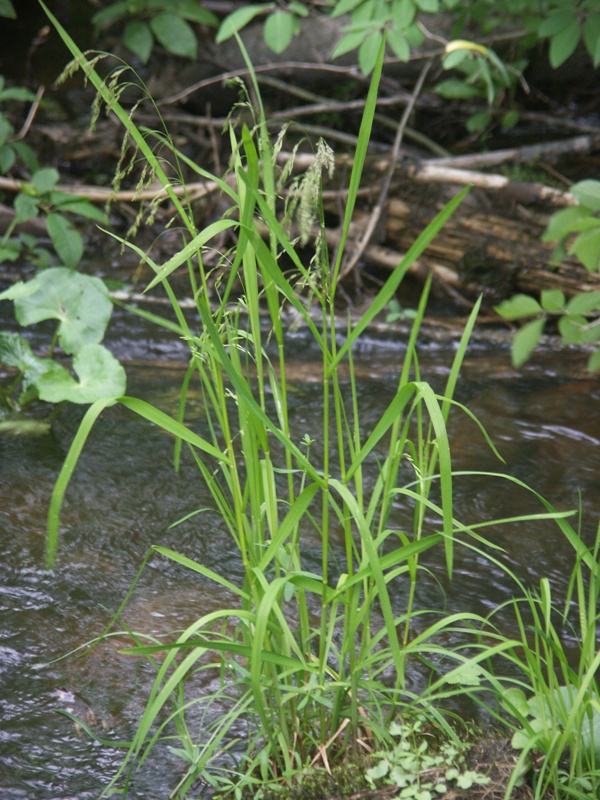 Image of Glyceria lithuanica specimen.