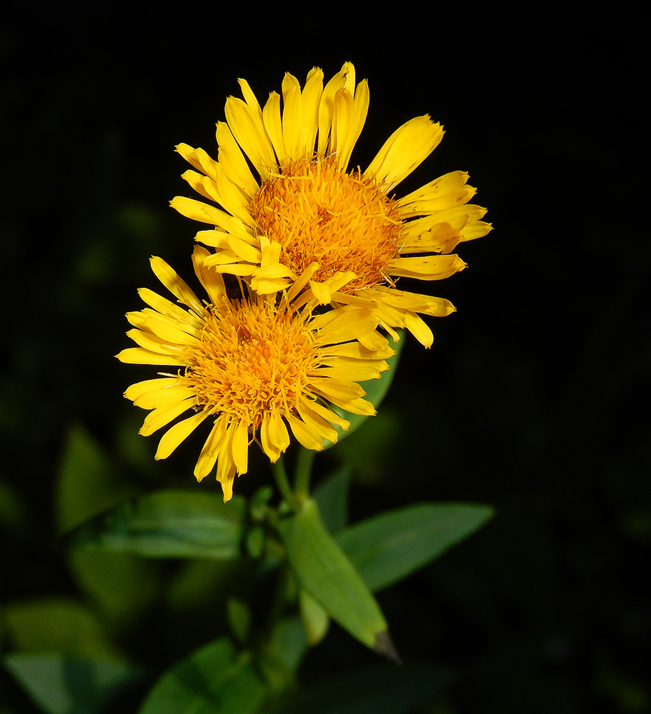 Изображение особи Inula salicina.