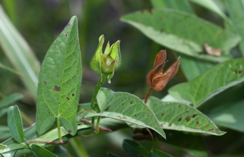 Image of Calystegia dahurica specimen.