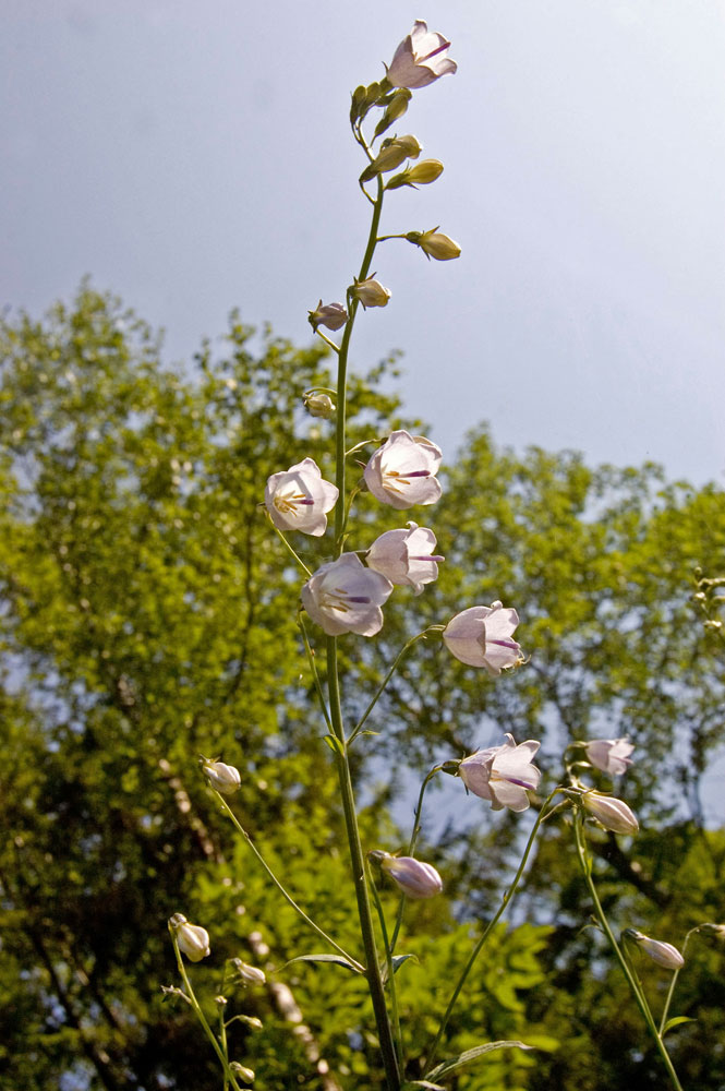 Image of Adenophora liliifolia specimen.