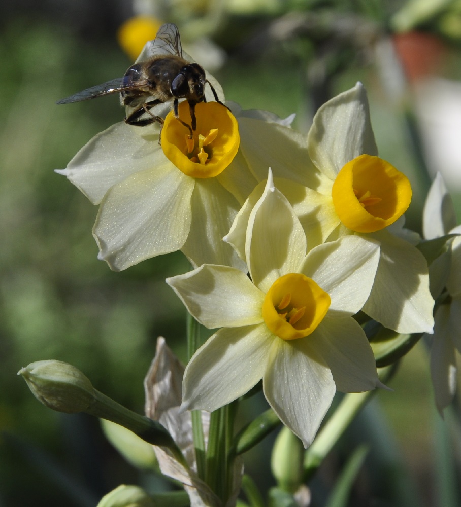 Изображение особи Narcissus tazetta.