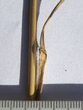Phleum montanum
