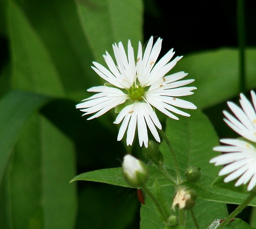 Изображение особи Fimbripetalum radians.