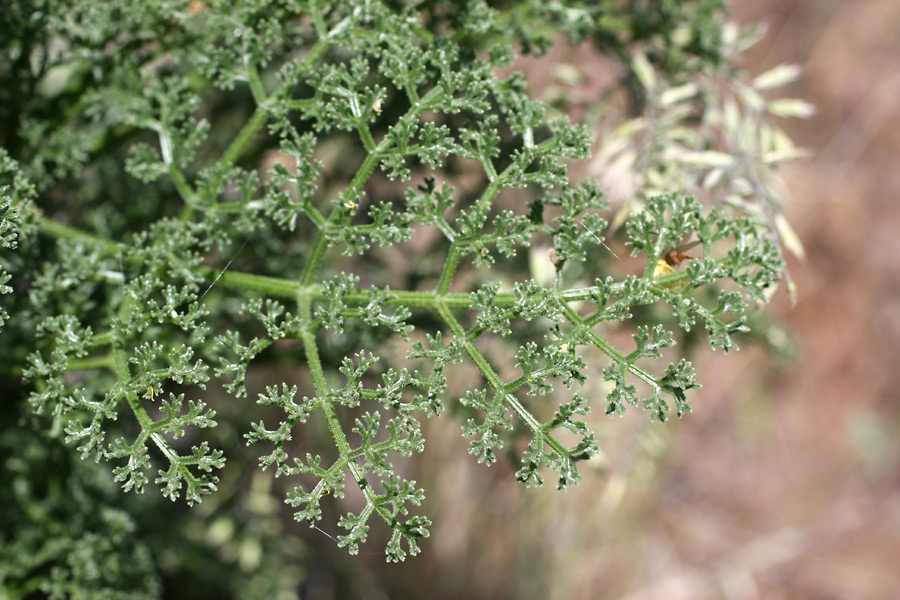 Изображение особи Ferula tenuisecta.