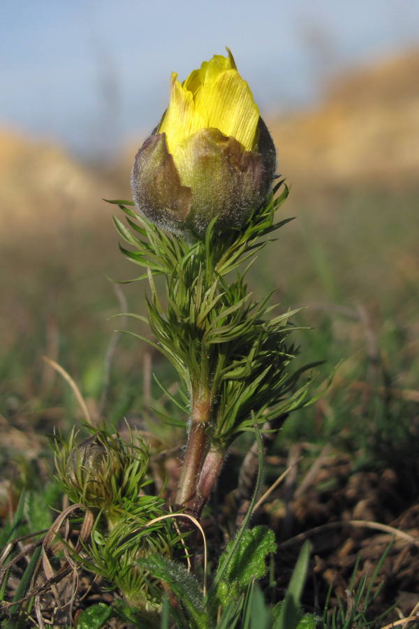 Изображение особи Adonis vernalis.