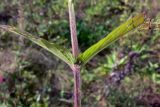 Stachys palustris. Часть побега. Челябинская обл., окр. г. Челябинск, Золотая горка, обочина дороги в берёзовом лесу. 24.08.2015.