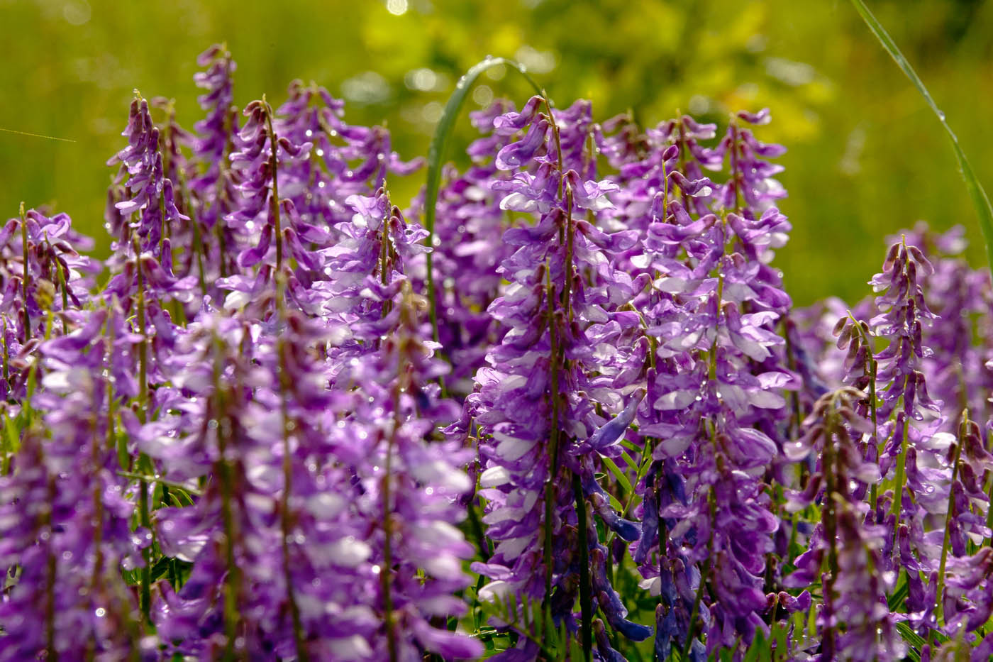 Изображение особи Vicia tenuifolia.