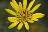 Tragopogon dubius
