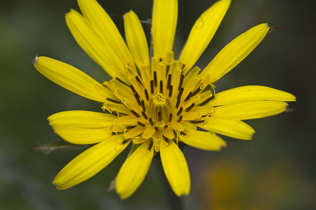 Image of Tragopogon dubius specimen.