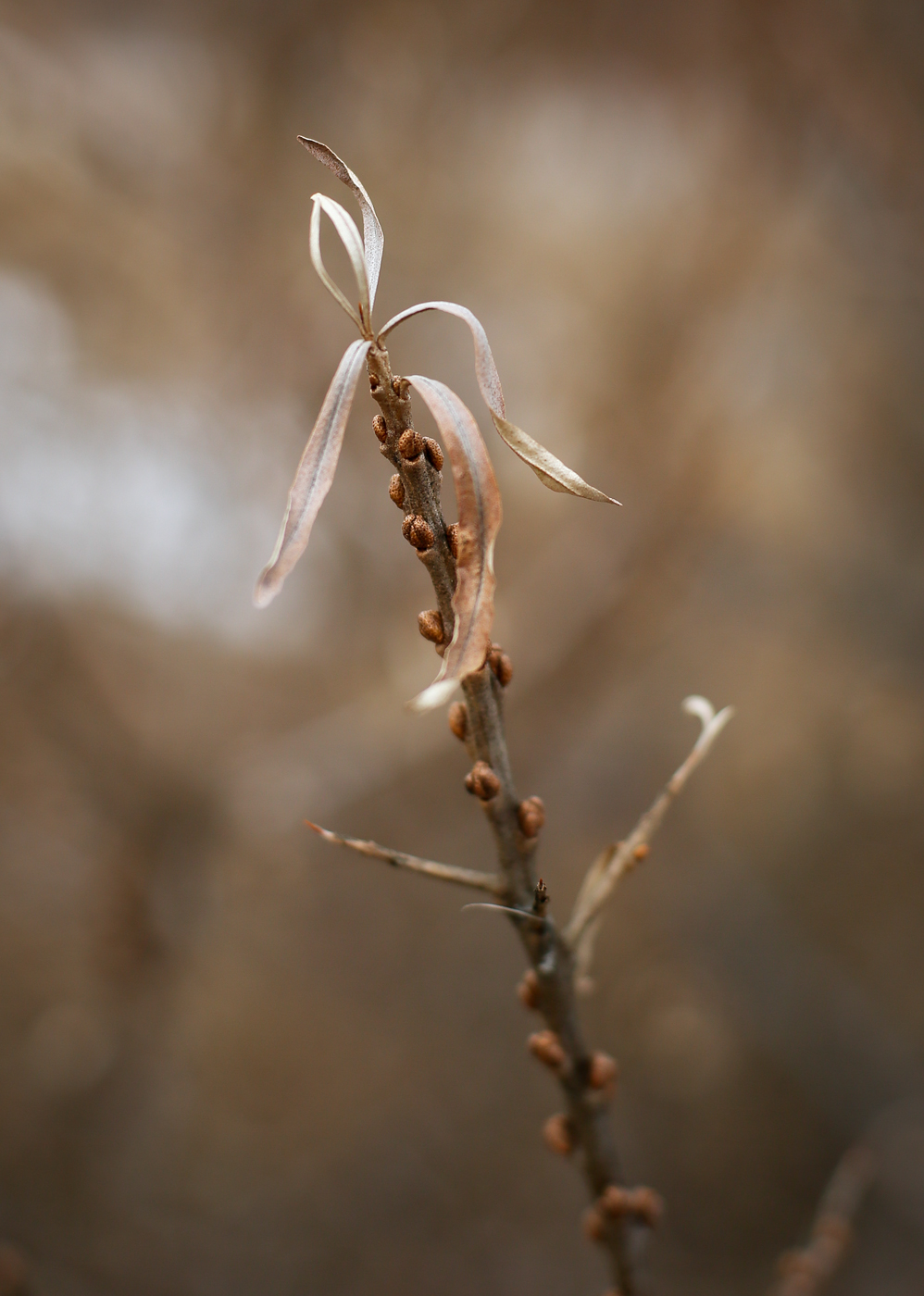 Image of Hippophae rhamnoides specimen.