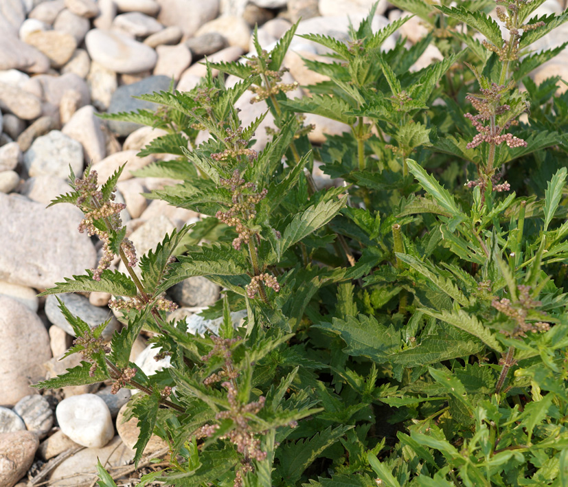 Image of Urtica galeopsifolia specimen.